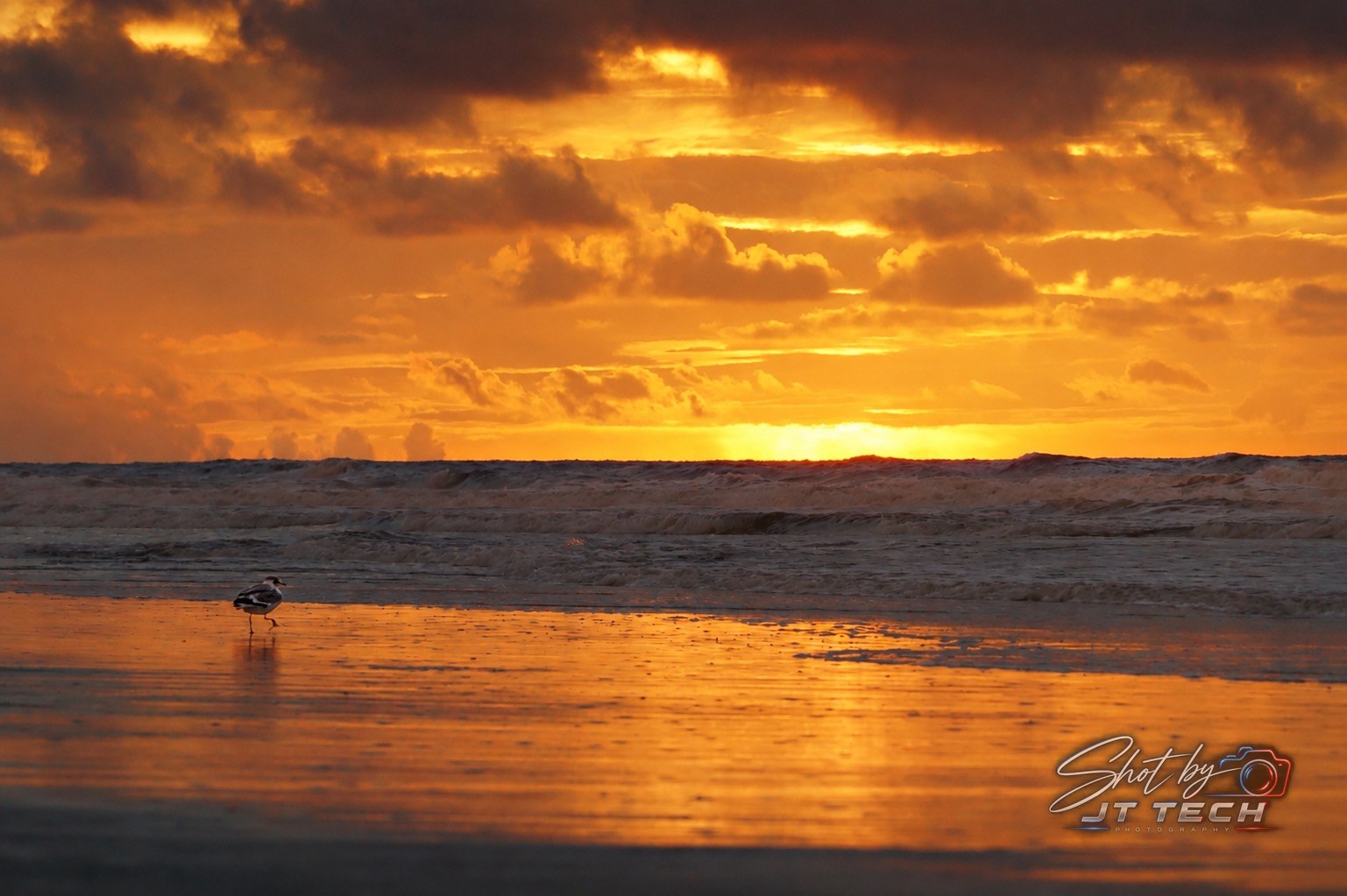 Bird photography at the beach