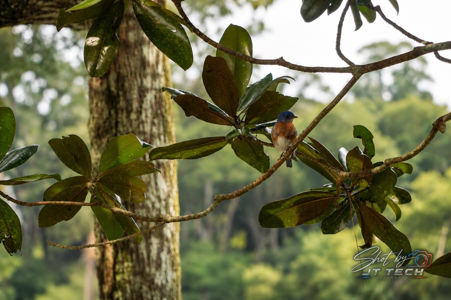 Blue bird photography