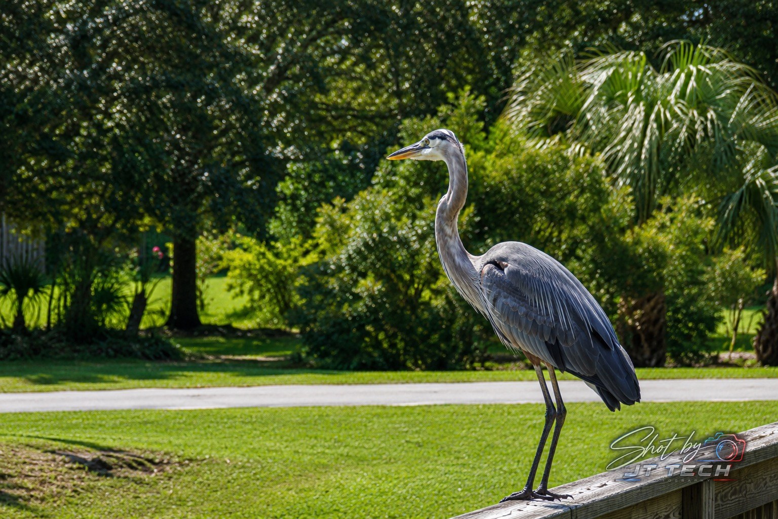 Blue heron photography