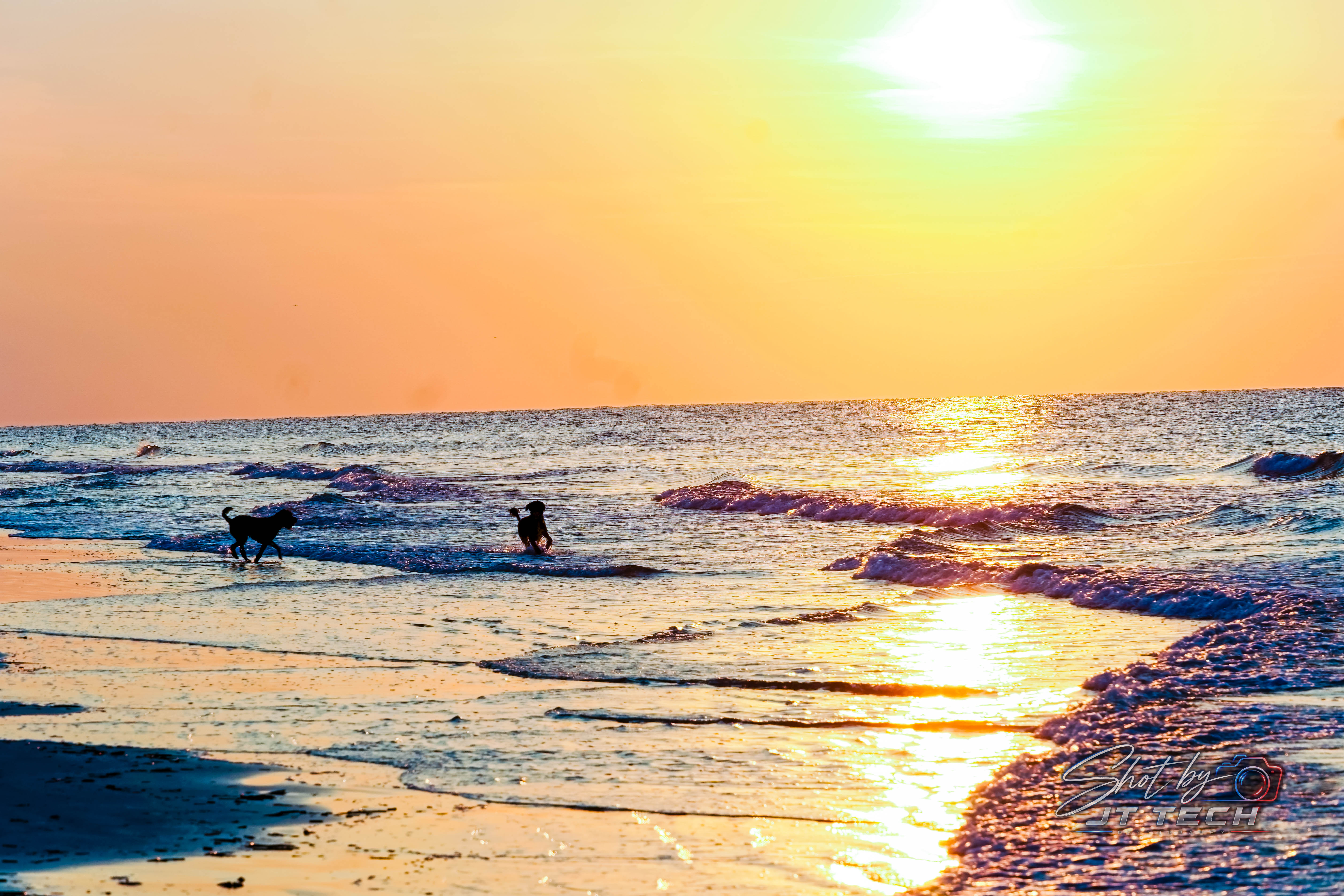 Dogs playing in the ocean at sunset