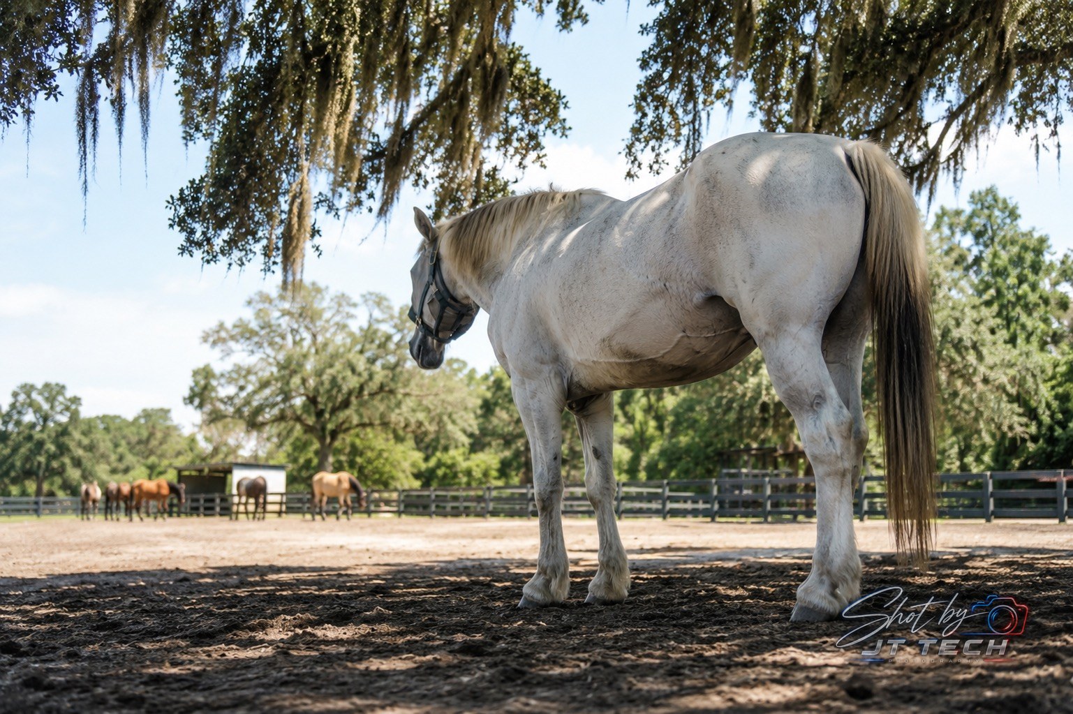Horse photography