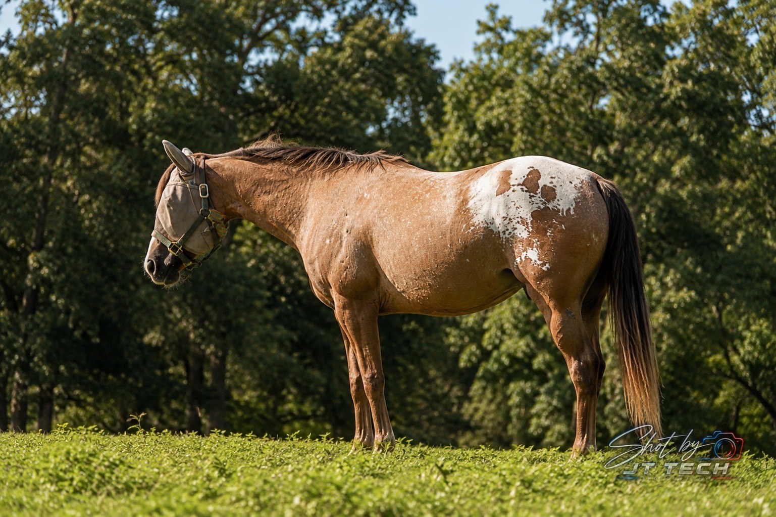 Horse photography